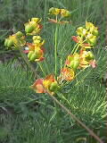 Euphorbia cyparissias | Zypressen-Wolfsmilch | 02.06.2000 | Seranne-Gebirge