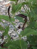 Aristolochia pistolochia | Osterluzei mit braunroten Blten | im Waldgebiet