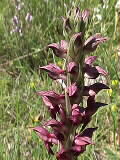 Orchis coriophora | Wanzenknabenkraut | 02.06.2000 | Sdfrankreich