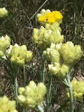 Helichrysum italicum? | Mittelmeer-Strohblume? | 02.06.2000 | Sdfrankreich, Séranne-Gebirge, in ca. 600 m Hhe