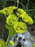 Euphorbia amygdaloides? | Mandelblttrige Wolfsmilch? | 02.06.2000 | Sdfrankreich