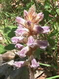 ? | rosa Orobanche oder Orchidee? | 03.06.2000 | Vis-Tal