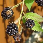 Brombeere - Rubus fruticosus