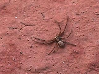 Kleinere Spinne an der Außenmauer der St. Katharinenkapelle am Kaiserstuhl | 13.10.2002