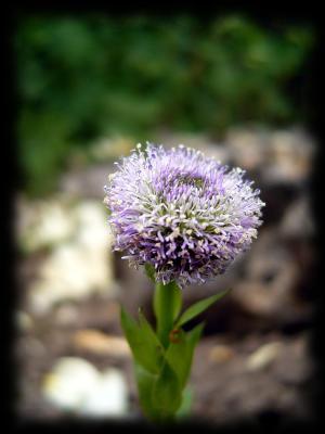 Globulariaceae: die Rundblttrige Kugelblume Globularia punctata
