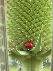 23.07.2000: Der Marienkäfer hat sich einen Schlafplatz an der imposanten Blüte einer Wilden Karde gesucht