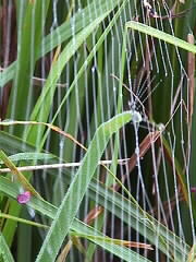 23.07.2000: Argiope bruennichi | Wespenspinne, Zebraspinne, Teil ihres wunderbaren Netzes | im Biotop Schangen-Dierloch bei Hochdorf