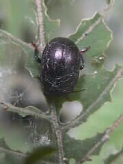 23.07.2000: ??? ein fast schwarzer Käfer, ca. 1 cm lang, mit feinen weißen Streifen auf den Flügeldecken | im Biotop Schangen-Dierloch bei Hochdorf