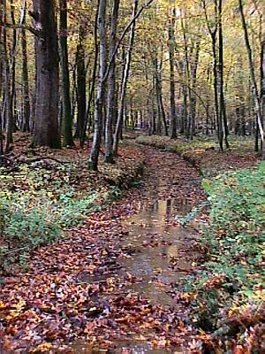 Einer der Mooswaldbche im Herbst: das modernde Laub bietet ebenfalls Lebensraum und Schutz für viele Tierarten