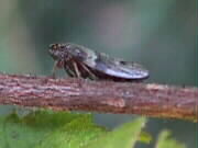 09.09.2000: Philaenus spumarius | Wiesenschaumzikade | Die kleine Zikade findet man von Juli bis Oktober vor allem auf feuchten Wiesen