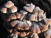 25.11.2000: Pilze, die wie kleine Hndchen aussehen und ebenfalls mit Rauhreif bedeckt sind