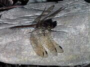 25.11.2000: Sympetrum danae, Schwarze Heidelibelle: Einige Libellenarten fliegen erst ziemlich spt im Herbst