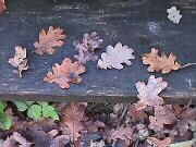 25.11.2000: Eichenbltter auf den Holzbrettern der kleinen Brcke