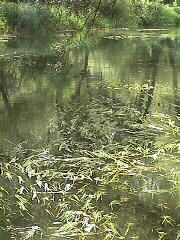 09.09.2000: Einer der vielen Wasserlufe in Taubergieen, Lebensraum fr Kleinstlebewesen