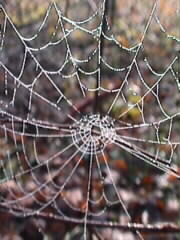 25.11.2000: Spinnennetz, in dem der Rauhreif zu Wassertropfen geworden ist, in denen sich das Licht wiederspiegelt