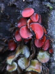 25.11.2000: Scutellinia spec.: Pilze, die winzige Gebilde von ca. 5 mm Teller-Durchmesser sind, in leuchtenden Farben