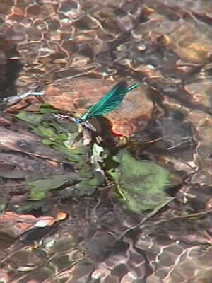 Libelle Calopteryx virgo an der Wasserverteilerstelle im Mooswald