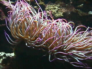 Eine langarmige Seeanemone (mglicherweise Anemonia sulcata) oder eine Lederanemone (Heteractis crispa).