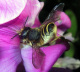 htm/megachile_ericetorum_w_pollen.htm