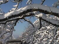 Winterliche Zweige