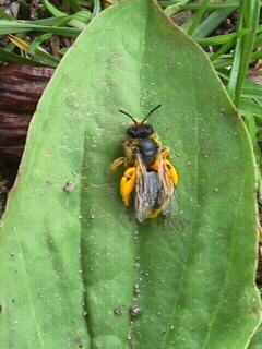 pollenbeladene Biene
