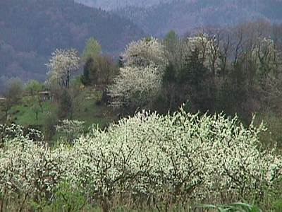 Blick auf die blühenden Obstbäume zwischen Denzlingen und Gundelfingen, Frühling in der Rheinebene