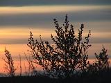 Sonnenuntergang hinter dem Baum 05.01.1999