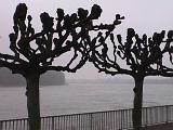 Bäume am Rhein bei Köln 09.01.2000