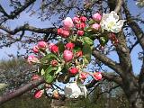 Blühender Apfelbaum im Wildtal 11.04.1998