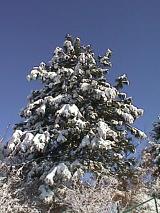 Schneebedeckte Tanne im winterlichen Wildtal 12.01.1999