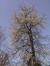 Blühender Baum 31.03.1998