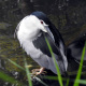 htm/nycticorax_nycticorax_portrait.htm