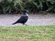 htm/corvus-corone-lauf.htm