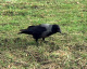 htm/corvus-corone-futtersuche.htm