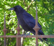 htm/corvus-corone-habitus.htm