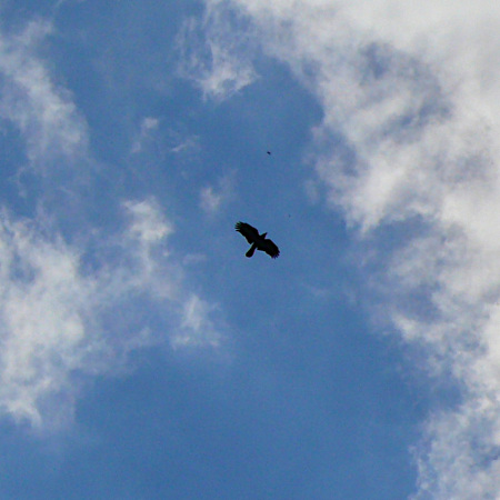 Corvus corax, Kolkrabe - 02.06.2009 Schwarzwald, Alpirsbach, Reinerzau
