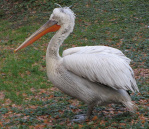 Pelecanidae - Pelikane