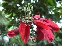 Passionsblume im Botanischen Garten