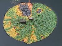 Seerosenblatt im Herbst