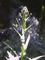 Frisch geschlpfte Spinnen im Netz der Mutterspinne