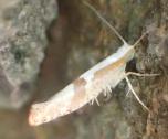 Argyresthiidae - Knospenmotten