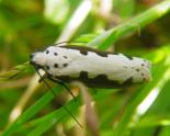 Elachistidae - Grasminiermotten
