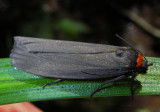 Erebidae - Eulenfalter