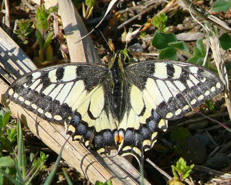 Papilio machaon, Schwalbenschwanz - 07.04.2012 Südfrankreich, Massillargues-Atuech