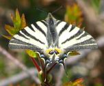 Papilionidae - Ritterfalter