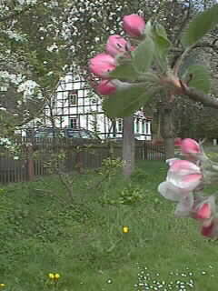 Apfelbäume auf der Wiese vor dem Haus