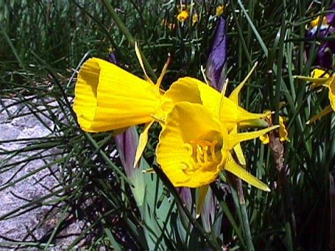 Narcissus bulbocodium, Reifrock-Narzisse - 06.04.1998 Freiburg, Botanischer Garten