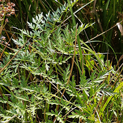 Selinum carvifolia, Kümmelblättrige Silge - 19.07.2020 Ortenau, Wittenweier, Feuchtwiese