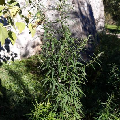 Artemisia verlotiorum, Kamtschatka-Beifuß - 14.10.2021 Kaiserstuhl, Amoltern, äußere Friedhofsmauer