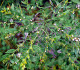 htm/lithospermum_officinale_fruchtstand.htm